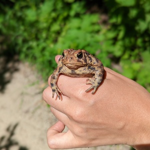 Fundraising Page: Amanda Tokuyama